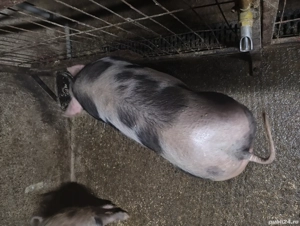 porc castrat pietran