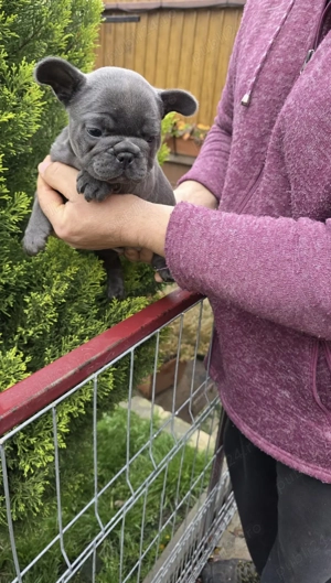 Vând băiețel bulldog francez blue 6 saptamani