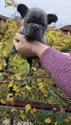 Vând Bulldog francez blue 6 saptamani 