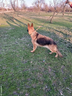 Femela ciobănesc german  - imagine 2