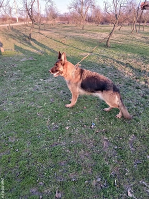 Femela ciobănesc german 