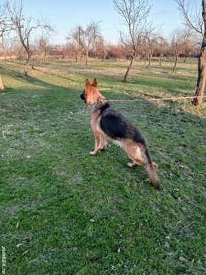 Femela ciobănesc german  - imagine 3