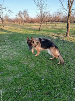 Femela ciobănesc german  - imagine 5