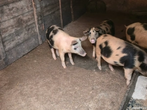 porci de 50 de kg - imagine 2