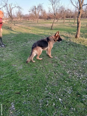 Femela ciobănesc german  - imagine 4