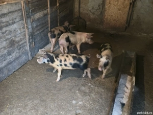 porci de 50 de kg - imagine 3