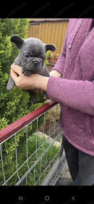Vând băiețel bulldog francez blue 6 saptamani - imagine 4