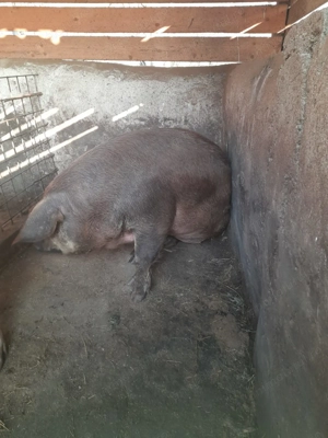 Porci de vânzare, 100 - 150 kg, crescuți natural - imagine 2