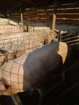 Porci de vânzare, 100 - 150 kg, crescuți natural