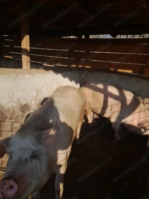 Porci de vânzare, 100 - 150 kg, crescuți natural - imagine 3