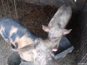 vind porcii - imagine 2