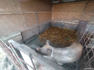 vind porcii - imagine 3