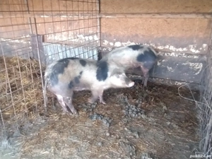 vind porcii - imagine 4