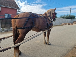 iapa 9 ani cicolatie - imagine 2