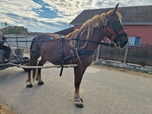 iapa 9 ani cicolatie - imagine 3