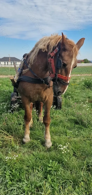 iapa 9 ani cicolatie