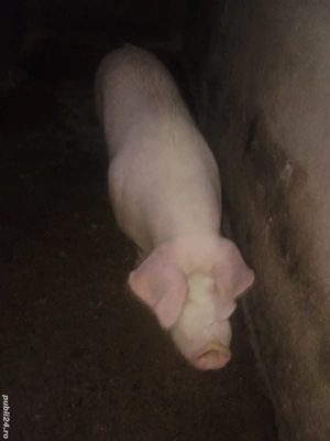 Scrofiță de vanzare