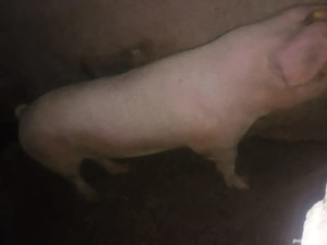 Scrofiță de vanzare - imagine 2