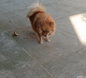 Dau spre vânzare cățelușă rasa pomeranian - imagine 3