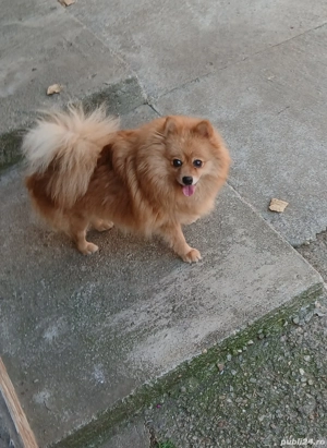 Dau spre vânzare cățelușă rasa pomeranian - imagine 2