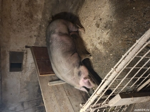 vand scroafa crescuta cu cereale peste 200 kg