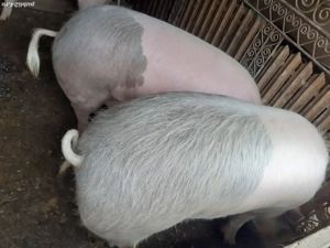 Porci crescuți în gospodărie proprie Dragodana  - imagine 2