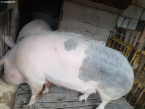 Porci crescuți în gospodărie proprie Dragodana  - imagine 3