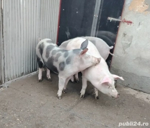 porci de vanzare 