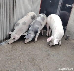 porci de vanzare  - imagine 2