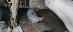 porcii de vînzare  - imagine 4