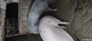 porcii de vînzare  - imagine 5