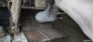 porcii de vînzare  - imagine 3