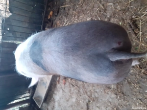 De vânzare  - imagine 5