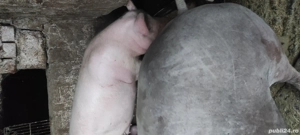 porcii de vînzare  - imagine 9