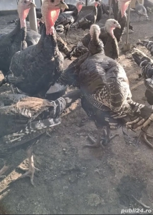 curcani si curci de vanzare  - imagine 2