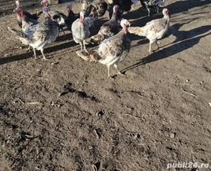 curcani si curci de vanzare 