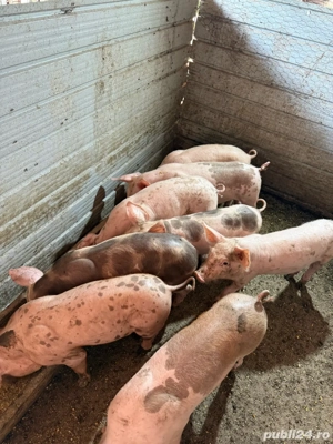 vand purcei si porc de taiat mare  - imagine 2