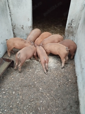 Vând purcei duroc  - imagine 2