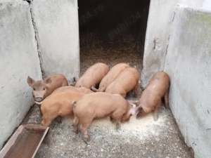 Vând purcei duroc 