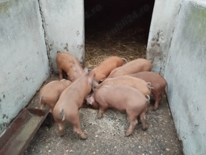 Vând purcei duroc  - imagine 3