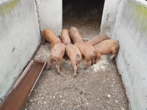 Vând purcei duroc  - imagine 4