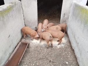 Vând purcei duroc  - imagine 5