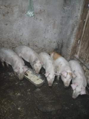 Vând purcei duroc cu marele alb