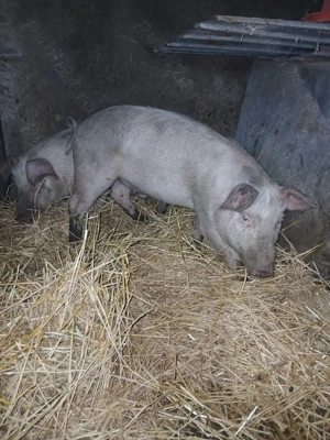 Vând purcei duroc cu marele alb - imagine 5