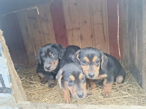 Vand Tekel - imagine 3