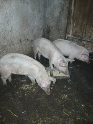 Vând purcei duroc cu marele alb - imagine 2