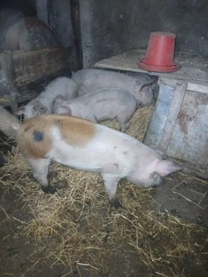 Vând purcei duroc cu marele alb - imagine 4