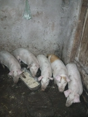 Vând purcei duroc cu marele alb - imagine 3