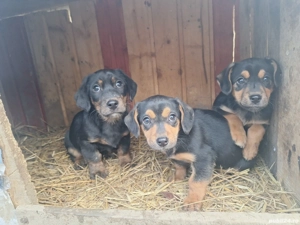 Vand Tekel - imagine 5