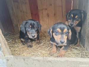 Vand Tekel - imagine 4